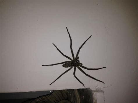 家裡出現大蜘蛛代表什麼 梁 意味